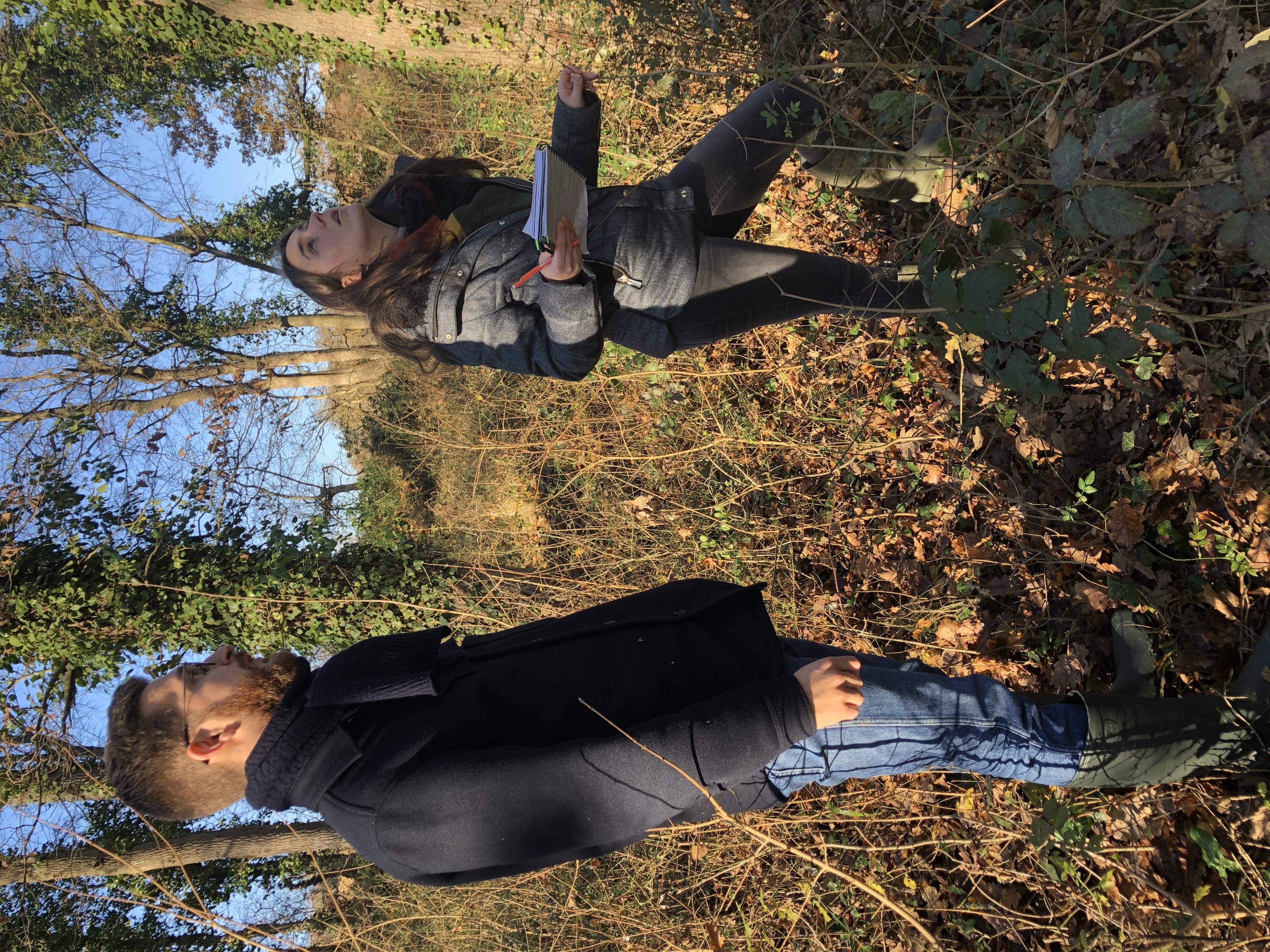 Bois de MP